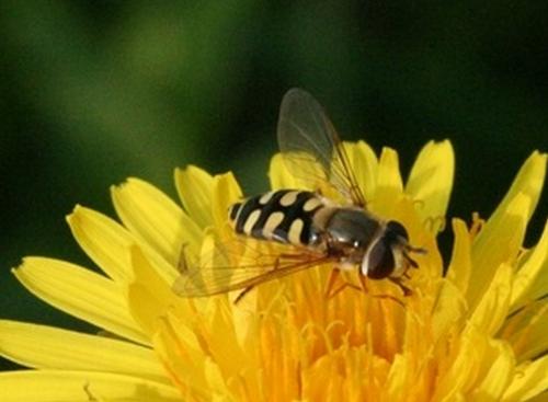 Eupeodes corollae